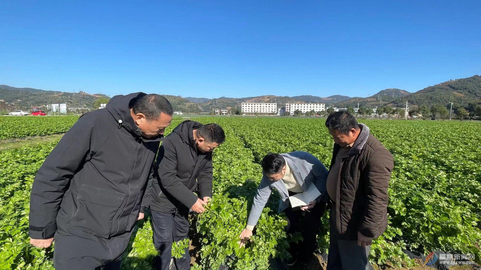 百家乐平台：农技人员“田头支招” 加强农作物防寒防冻